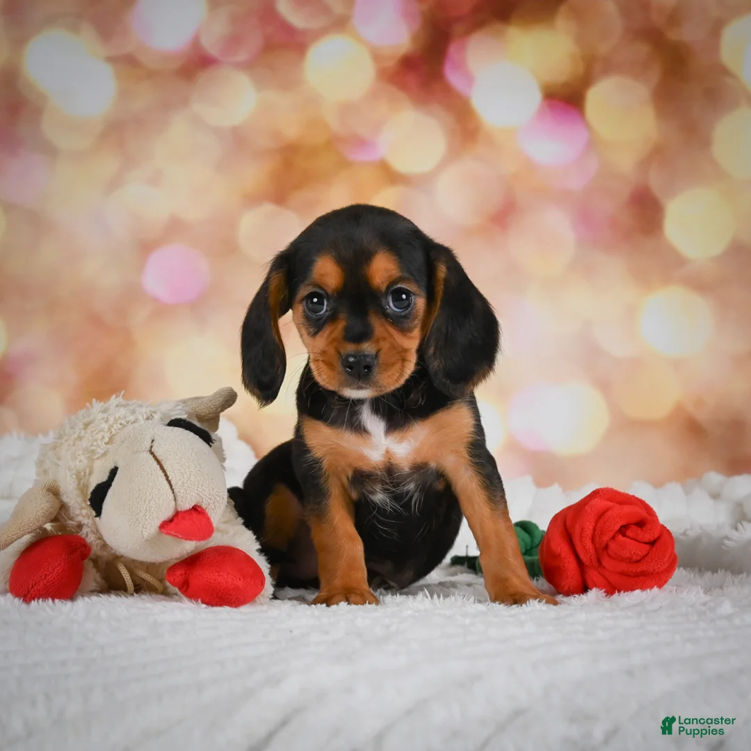 Beaglier dogs for sale: Barb - Ad 1