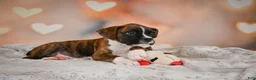 Boxer dogs for sale: Alex - Ad 6
