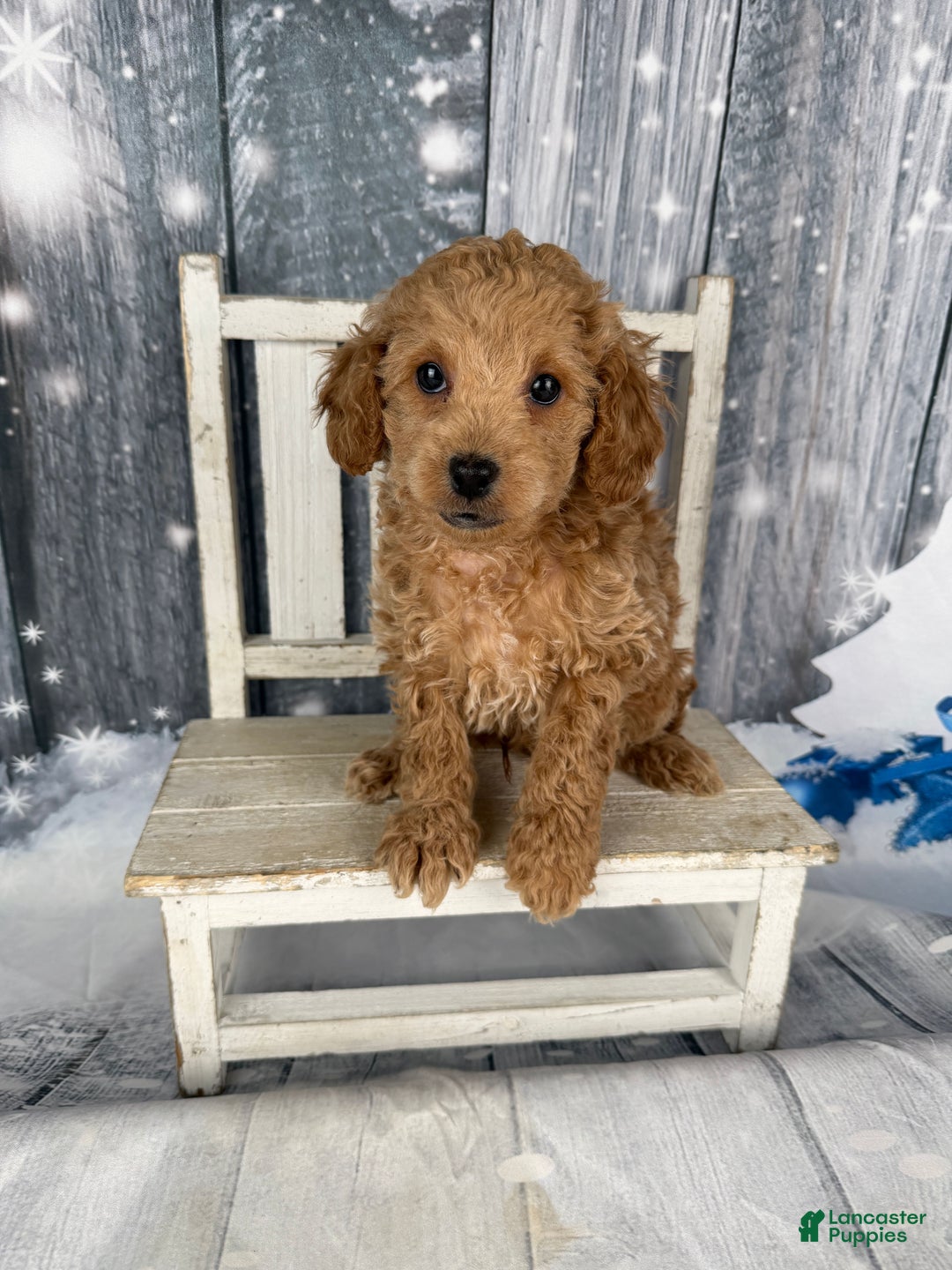 Cavapoo dogs for sale: Willy - Ad 10