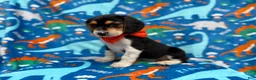 Beagle dogs for sale: Tigger - Ad 3