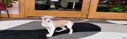 Italian Greyhound dogs for sale: Italian Greyhound 1 fawn boy  - Ad 12