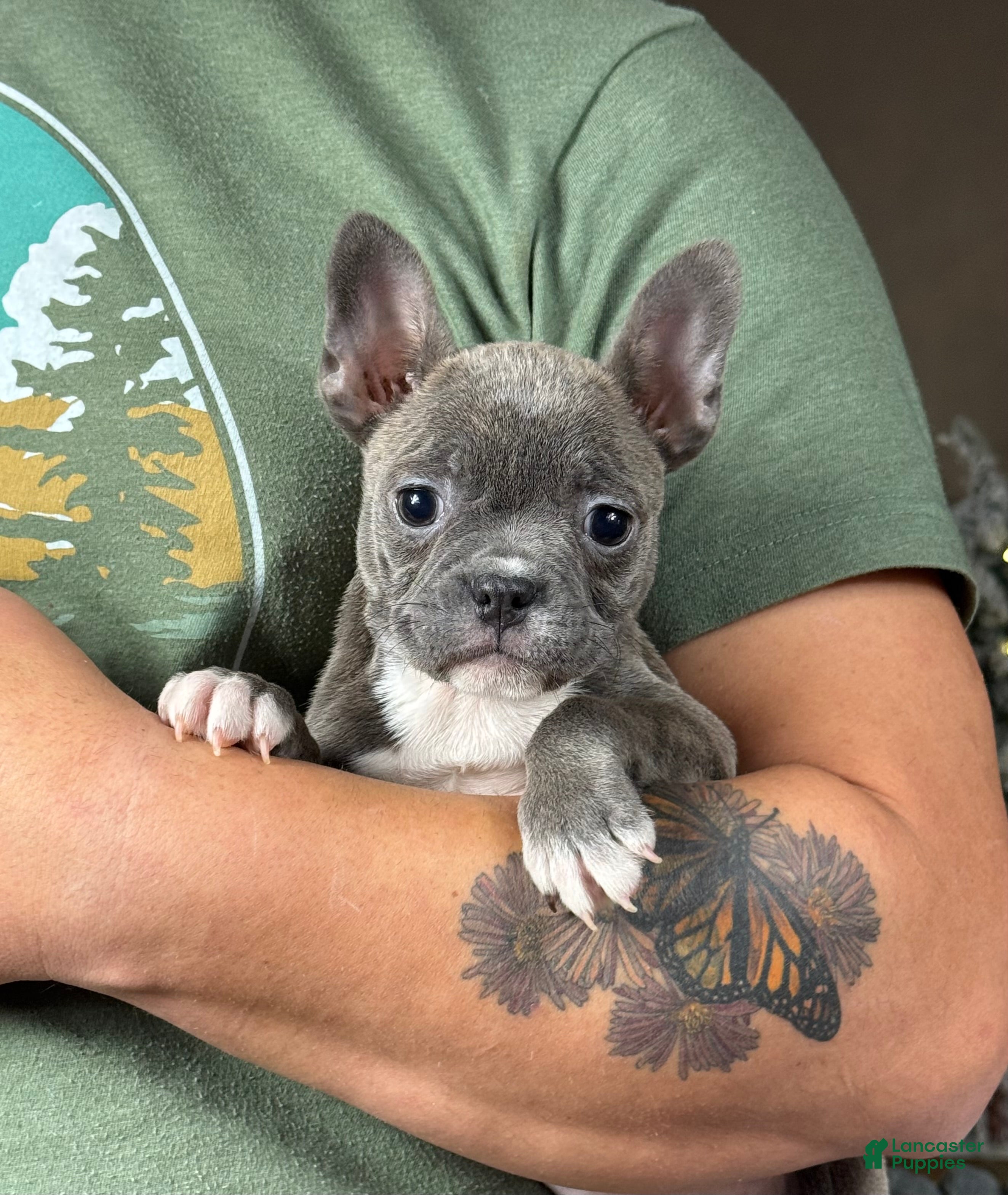 Frenchton dogs Chowder - Ad 13
