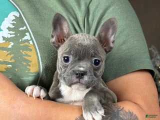Frenchton dogs Chowder - Ad 8