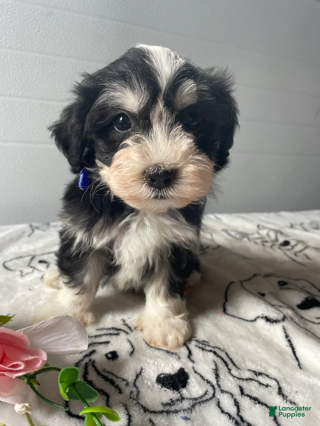 Havanese dogs for sale: Sparky - Ad 4