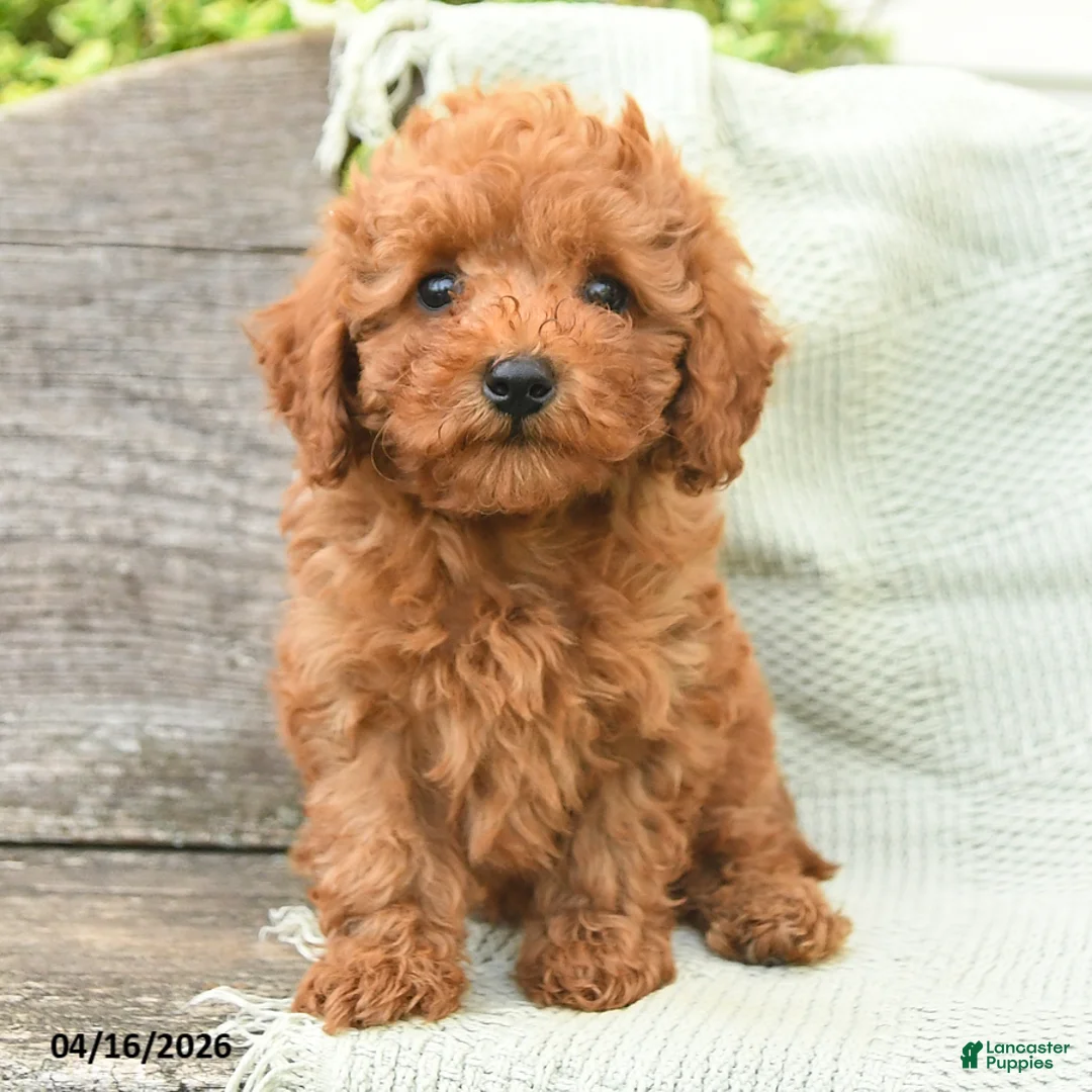 Miniature Poodle dogs for sale: Newt - Ad 3