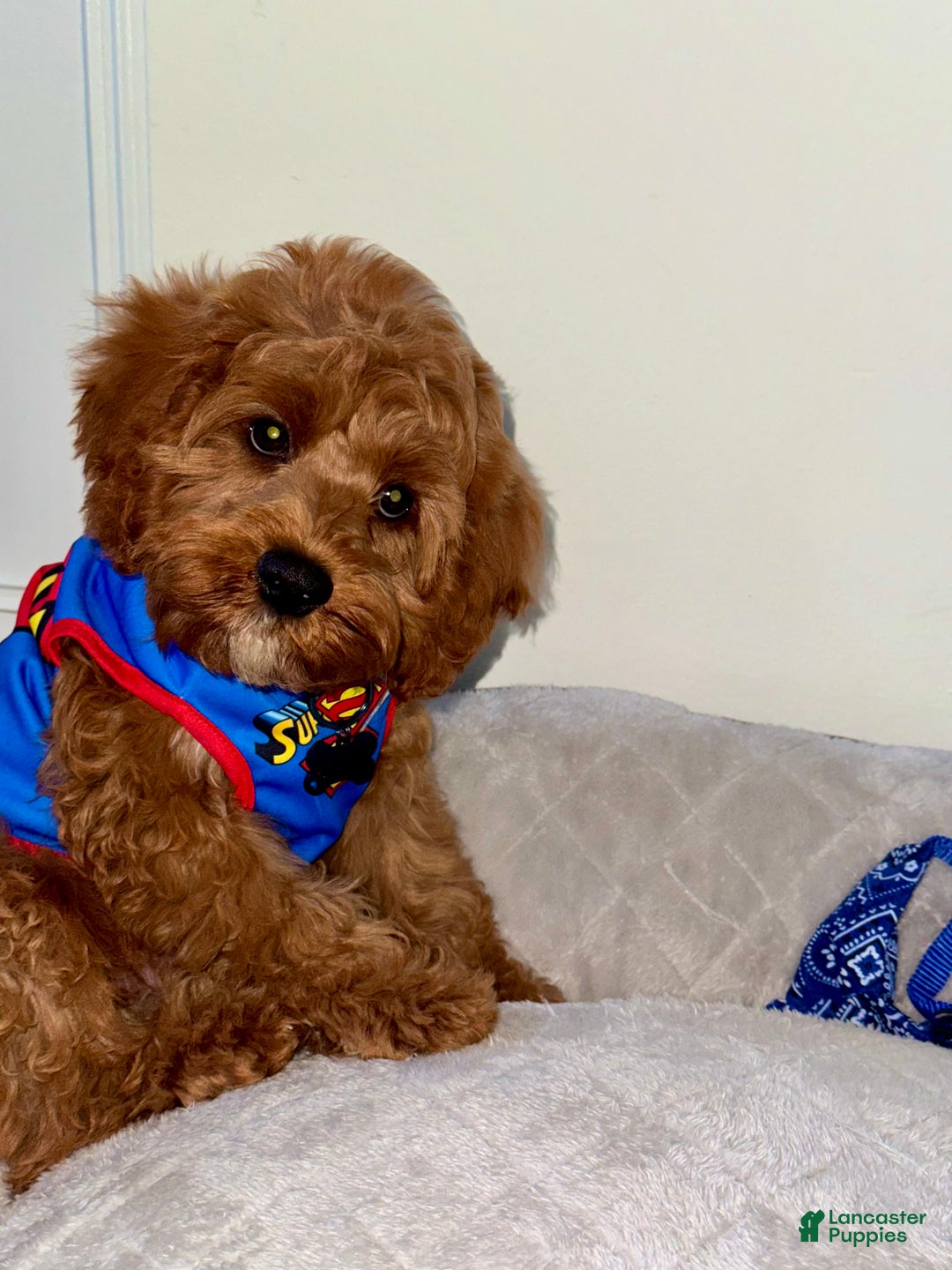 Cavapoo dogs for sale: Cavapoo Puppy 1 - Ad 8