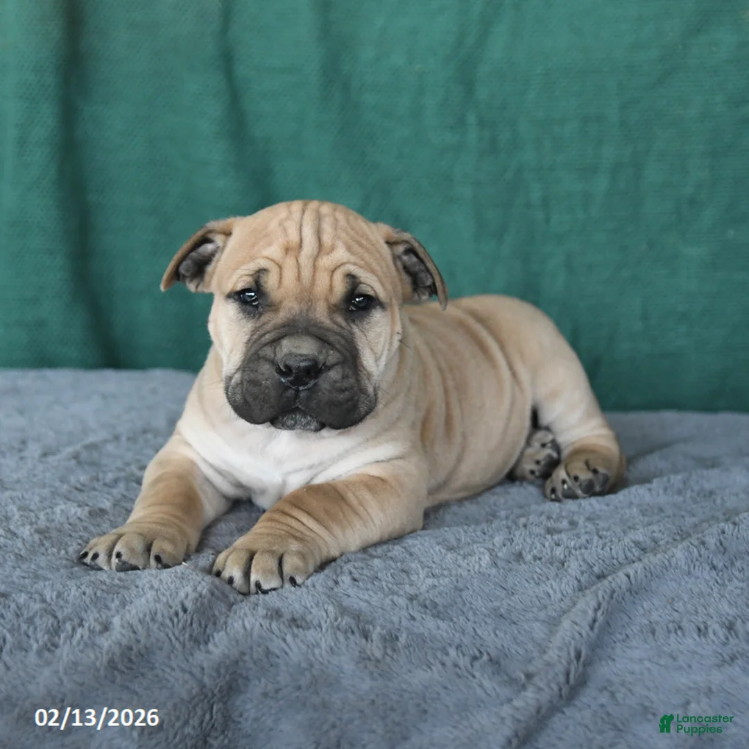 South African Boerboels dogs for sale: Alex - Ad 4