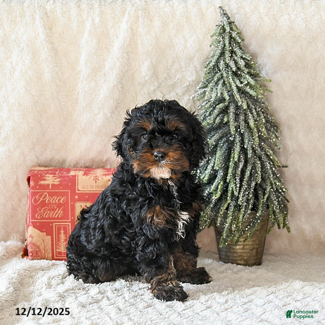 Cockapoo dogs for sale: Wynona - Ad 2