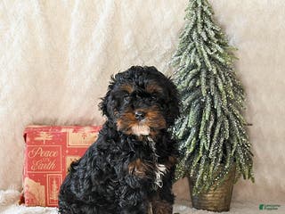 Cockapoo dogs Wynona - Ad 41