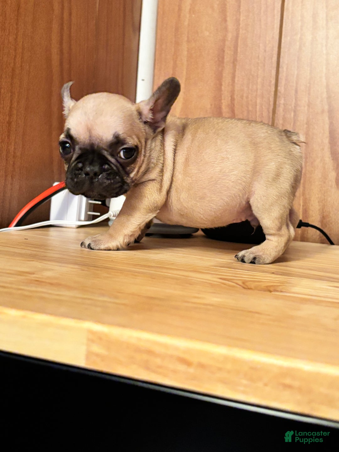 French Bulldog dogs for sale: French Bulldog Puppy 6 - Ad 3