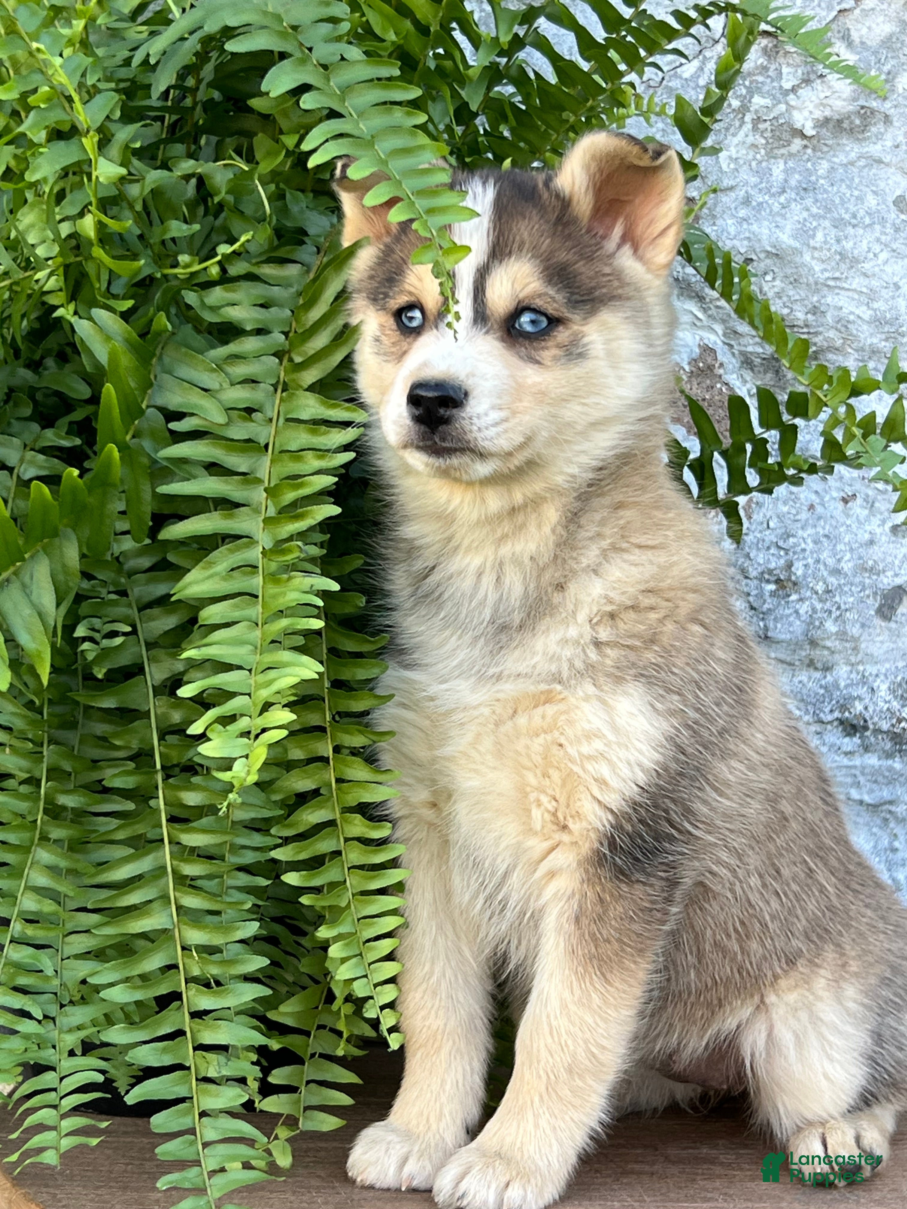 Pomsky dogs Gracie - Ad 1