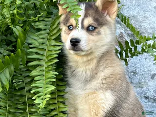 Pomsky dogs for sale: Gracie - Ad 1