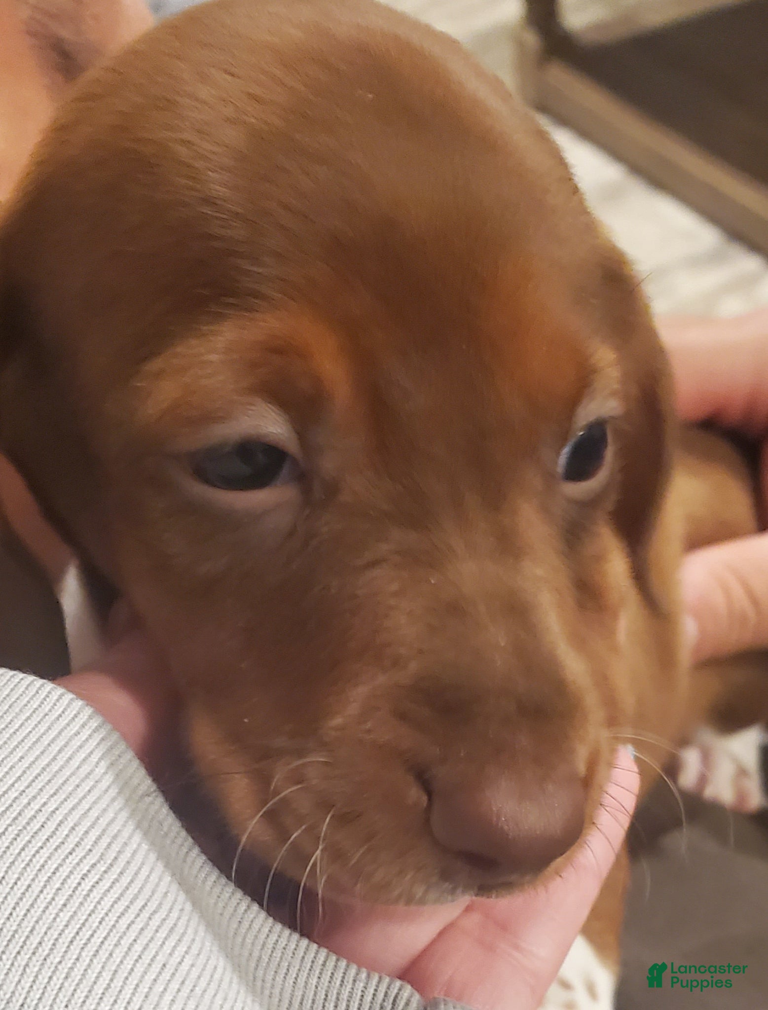 Miniature Dachshund dogs Miniature Dachshund Puppy 1 - Ad 28