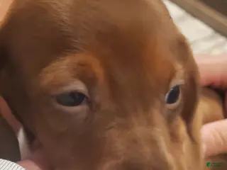 Miniature Dachshund dogs Miniature Dachshund Puppy 1 - Ad 28