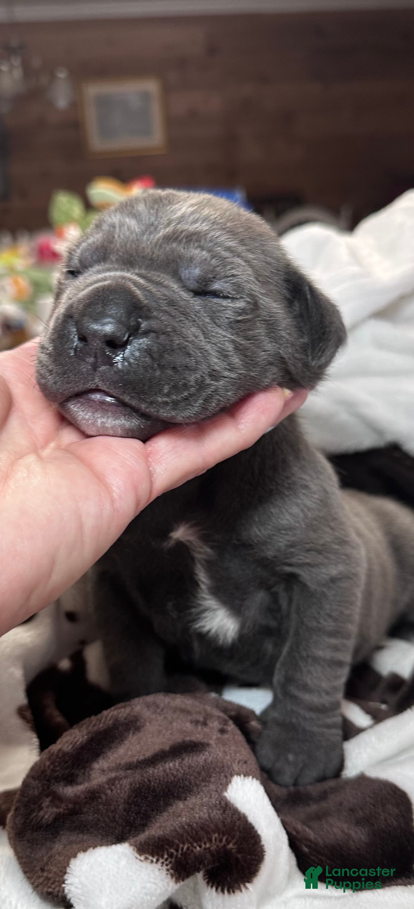 Cane Corso dogs Cane Corso Puppy 2 - Ad 37