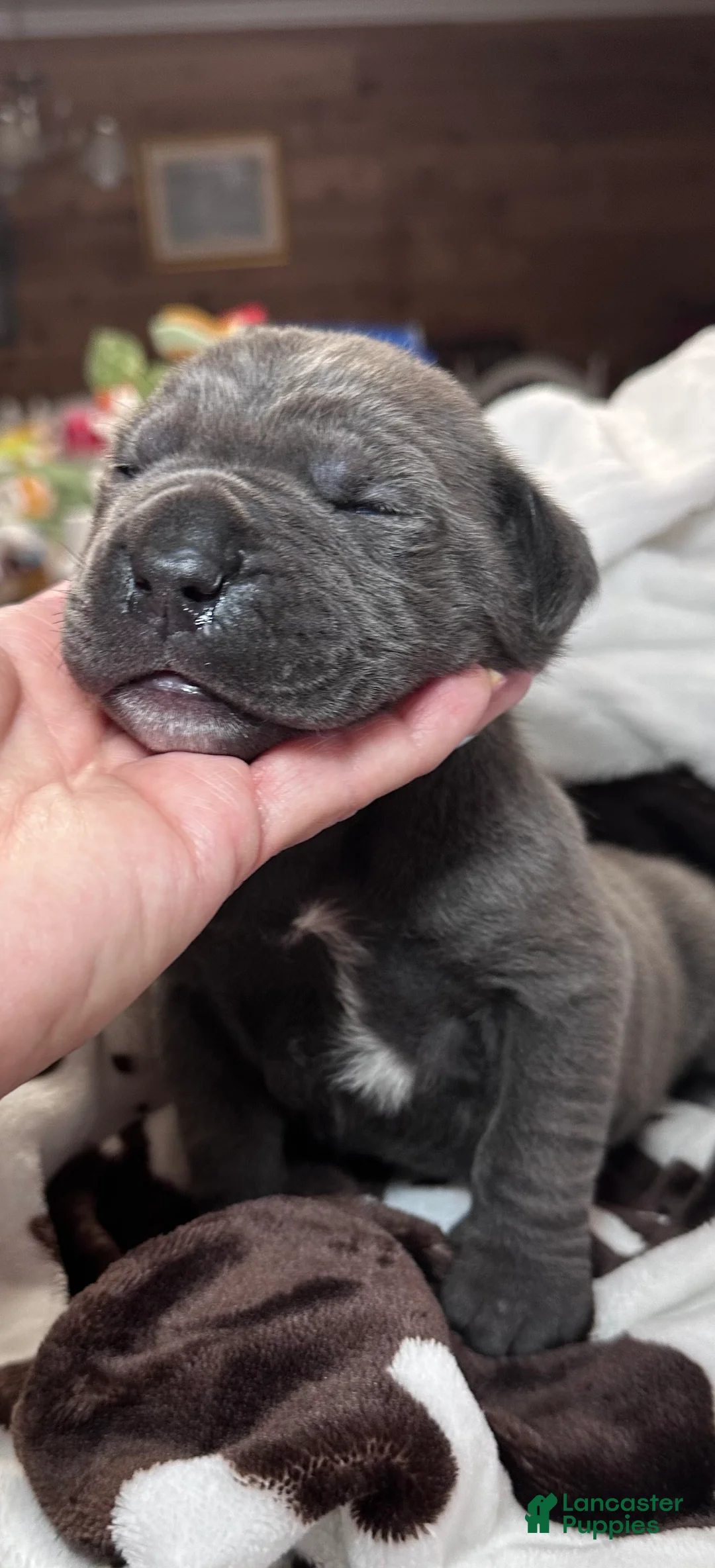 Cane Corso dogs for sale: Cane Corso Puppy 2 - Ad 1