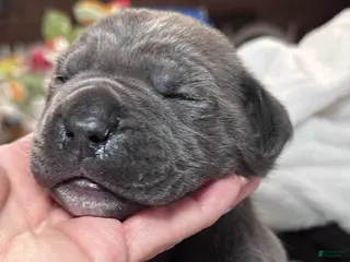 Cane Corso dogs Cane Corso Puppy 2 - Ad 34