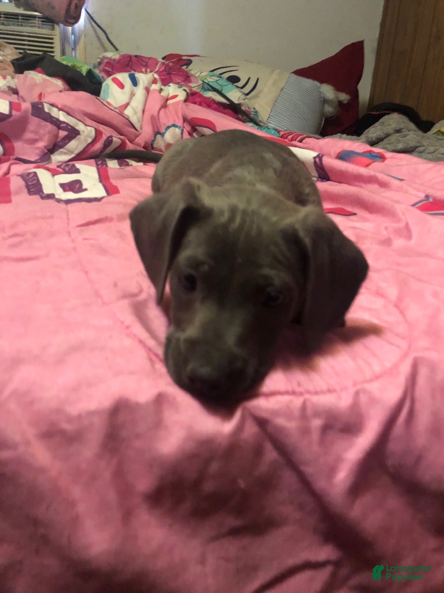 Mixed Breed dogs for sale: Pit wennie - Ad 4
