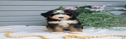 Mini Bernedoodle dogs for sale: Fern - Ad 4