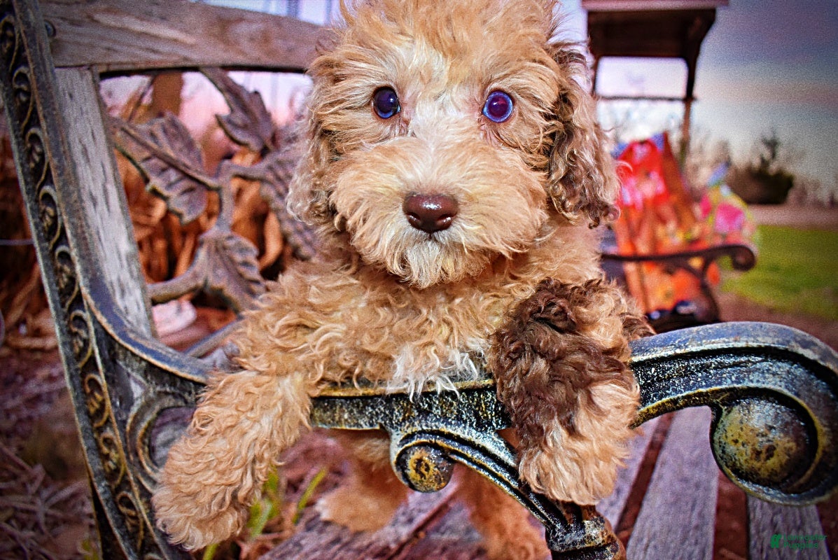 Havapoo dogs Yummy - Ad 7