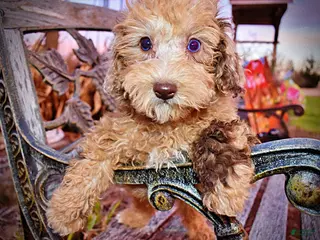 Havapoo dogs Yummy - Ad 14