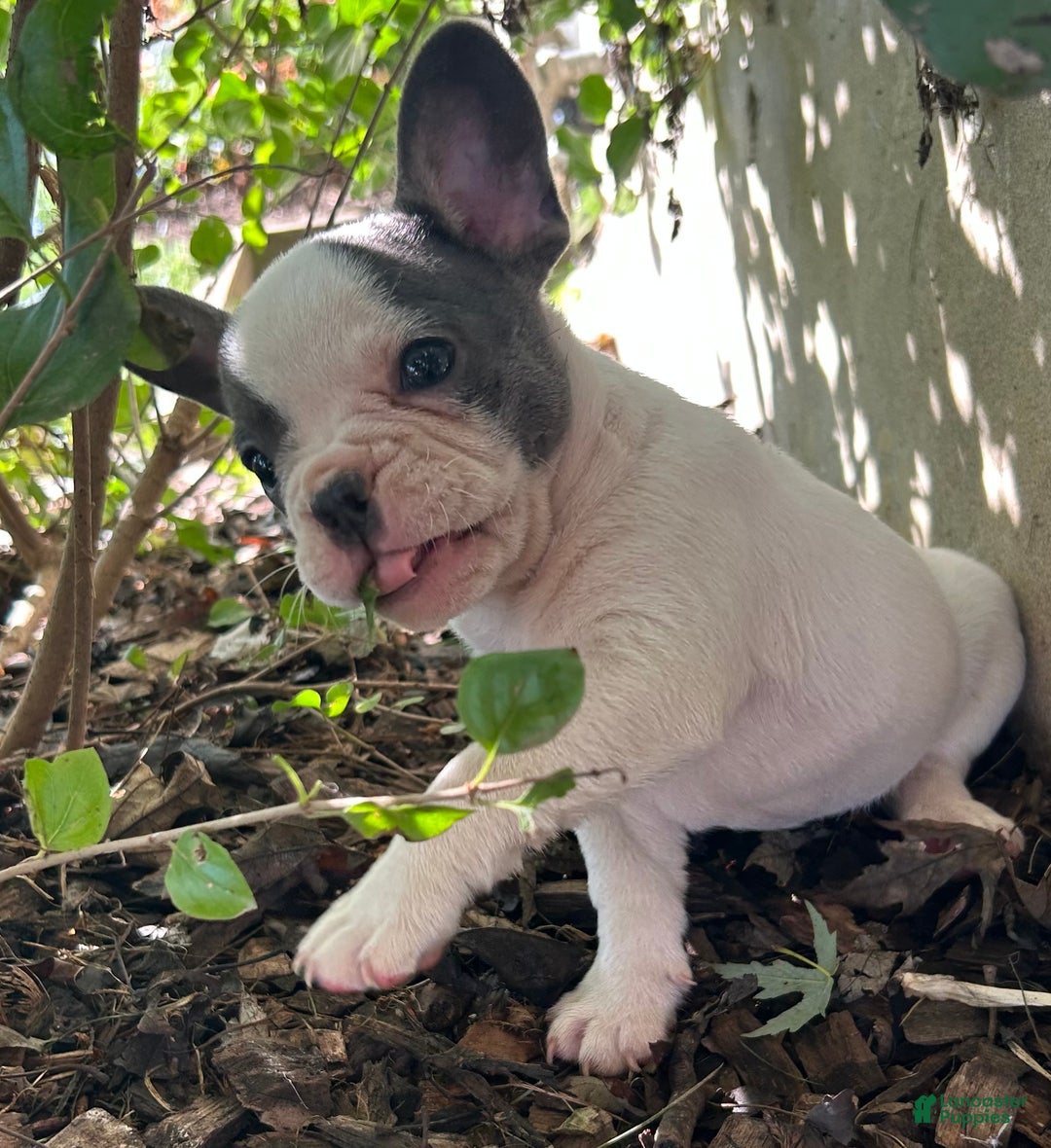 French Bulldog dogs for sale: Bonnie - Ad 15