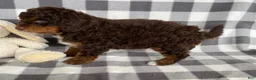 Mini Bernedoodle dogs for sale: Pierce - Ad 5