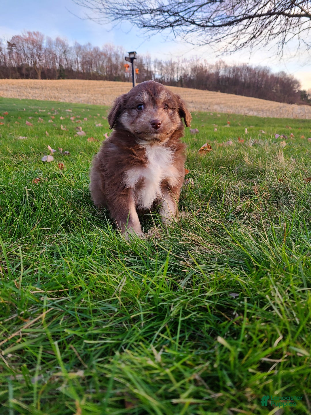 Aussiedoodle dogs for sale: Blake - Ad 10
