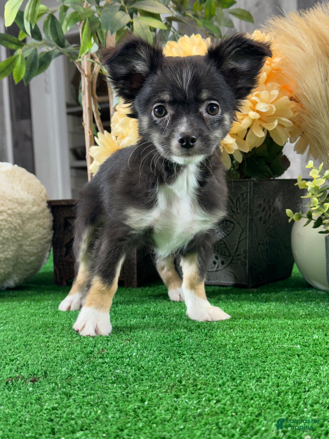 Chihuahua dogs for sale: Fifi - Ad 1