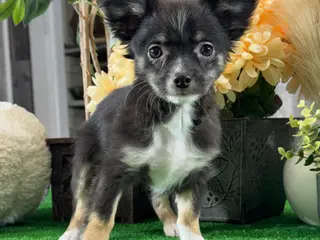 Chihuahua dogs Fifi - Ad 40