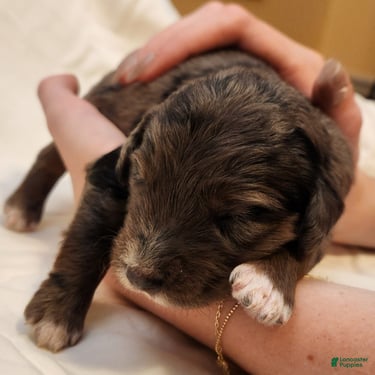 Mini Aussiedoodle dogs Daisy_Female Blue Merle - Ad 2