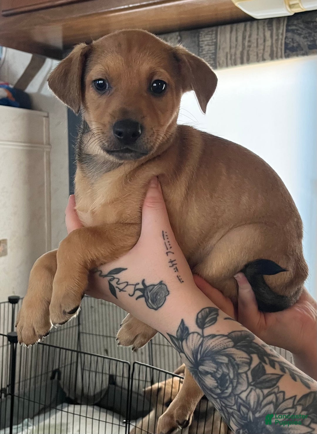Mixed Breed dogs for sale: Mixed Breed Puppy 1 - Ad 1