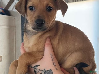 Mixed Breed dogs Mixed Breed Puppy 1 - Ad 13