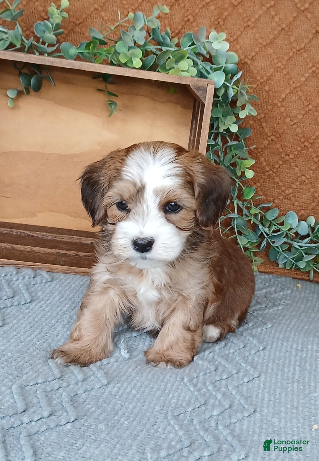 Havanese dogs for sale: Kevin  - Ad 3