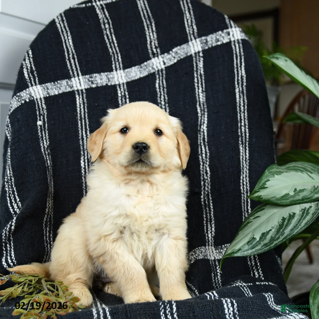 Golden Retriever dogs for sale: Peaches - Ad 2