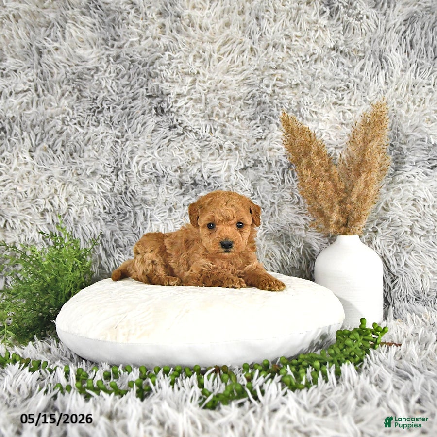 Toy Poodle dogs Jamin - Ad 1
