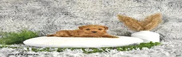 Toy Poodle dogs for sale: Jamin - Ad 1
