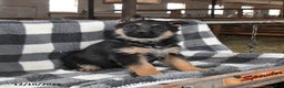 German Shepherd dogs for sale: Hope - Ad 2