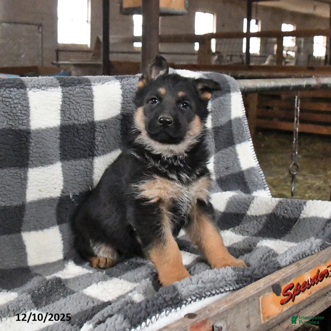 German Shepherd dogs for sale: Hope - Ad 2