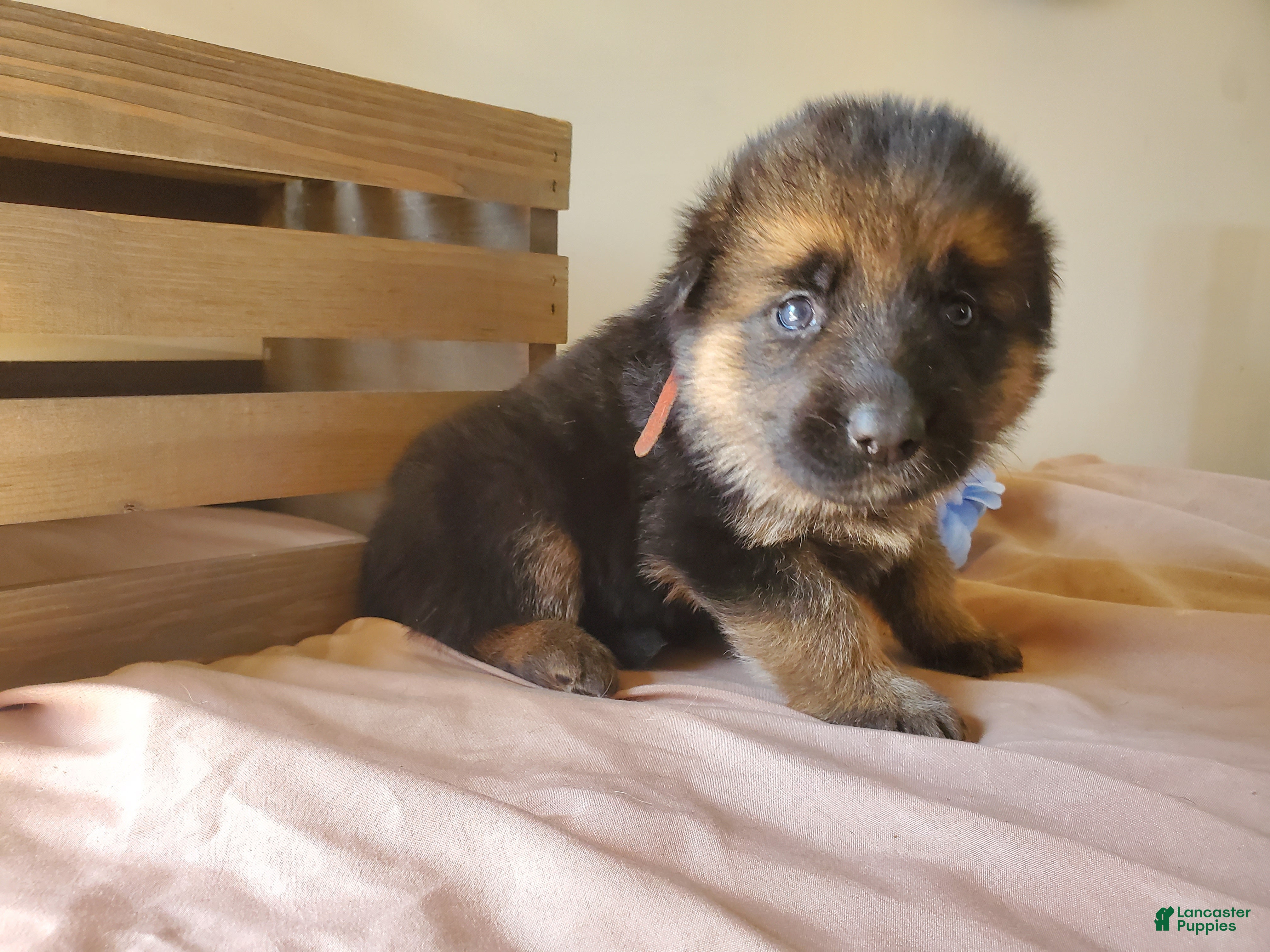 German Shepherd dogs Rose - Ad 2