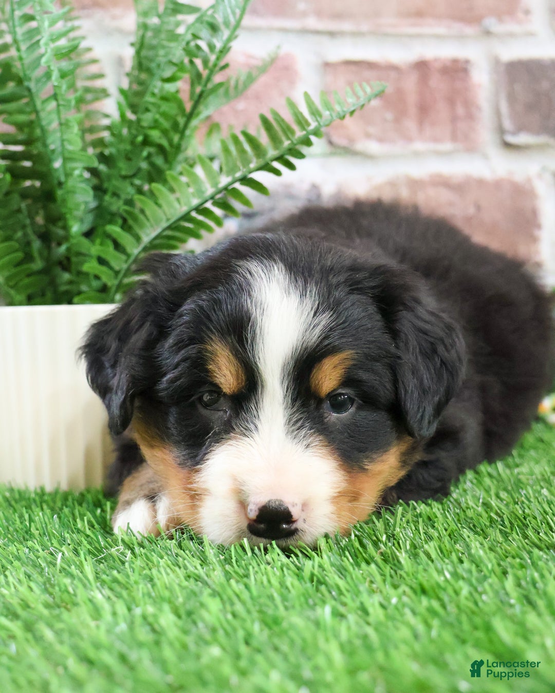 Bernese Mountain Dog dogs for sale: Stockings  - Ad 1
