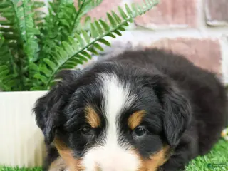 Bernese Mountain Dog dogs Stockings - Ad 29