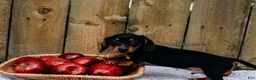 Miniature Dachshund dogs for sale: DNA Clear Black & Tan Piebald Smooth Coat Dachshund Puppy - Ad 5