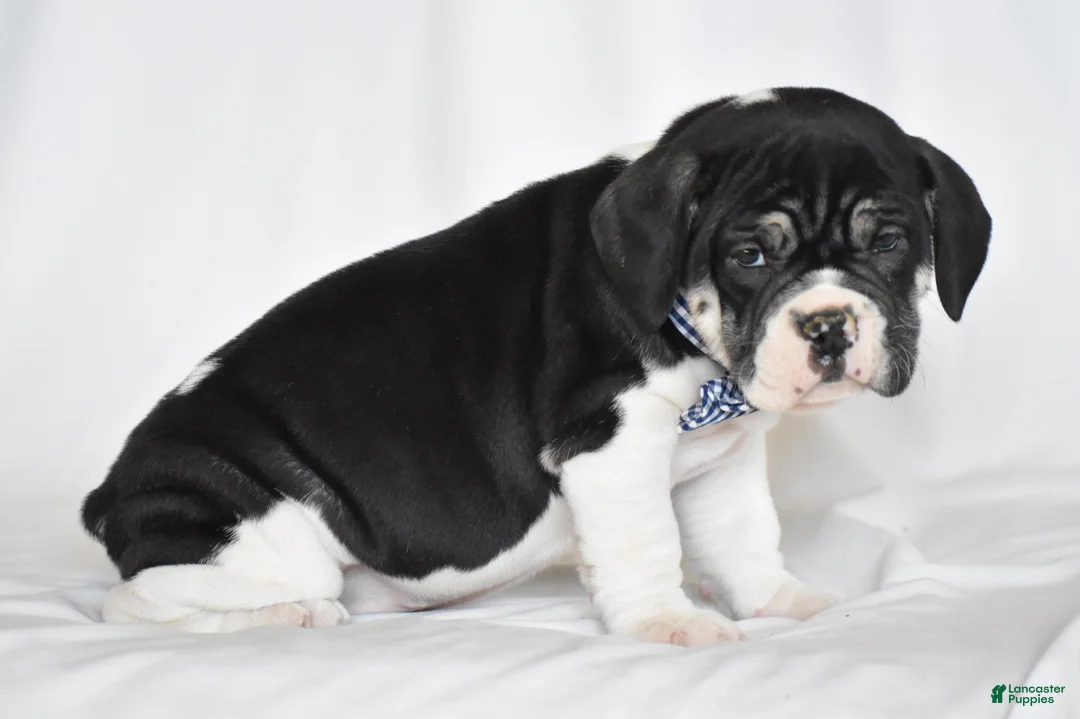 Beabull dogs for sale: Jasemine - Ad 4