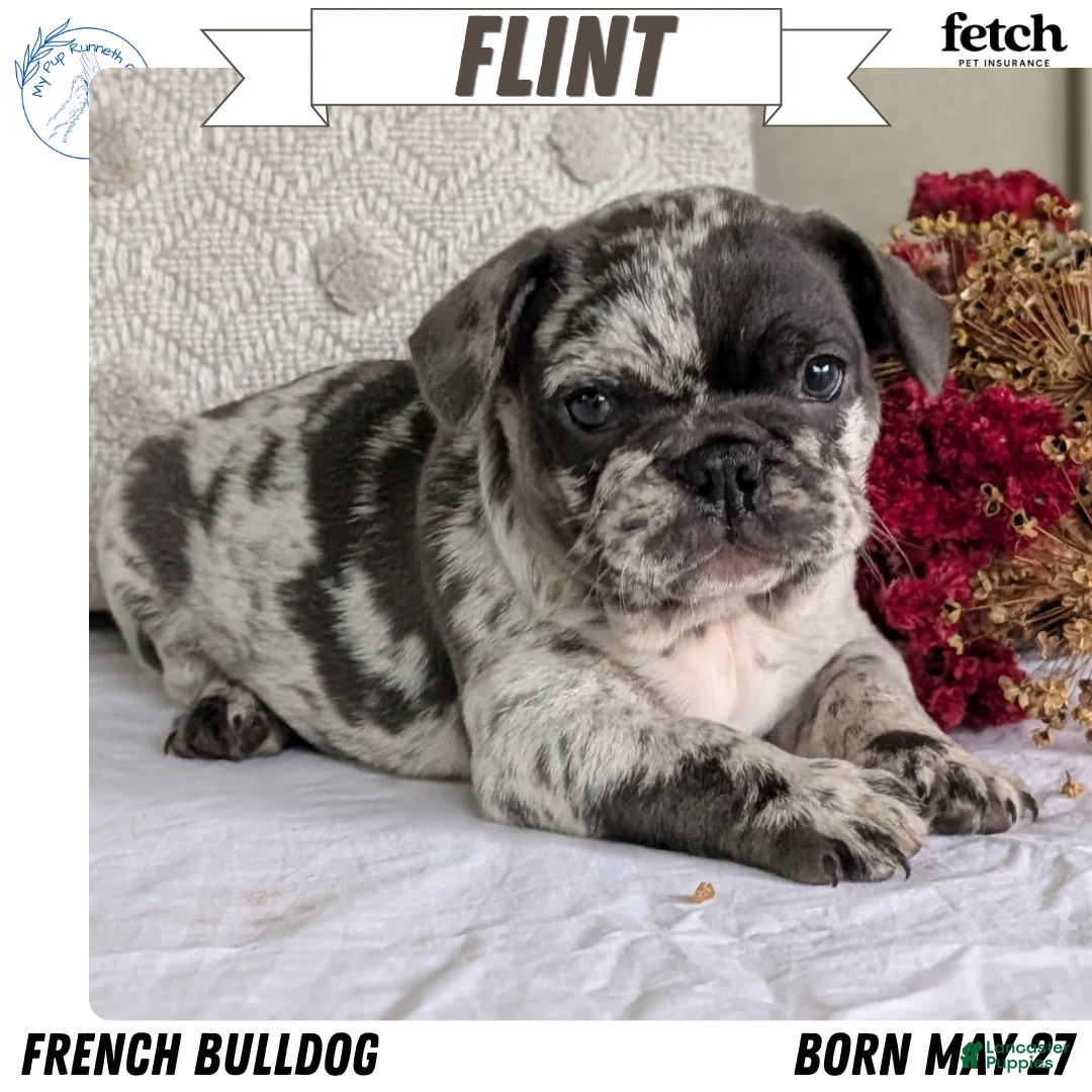 French Bulldog dogs for sale: Flint - Ad 1