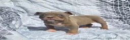 American Bully dogs for sale: Female 2 - Ad 3