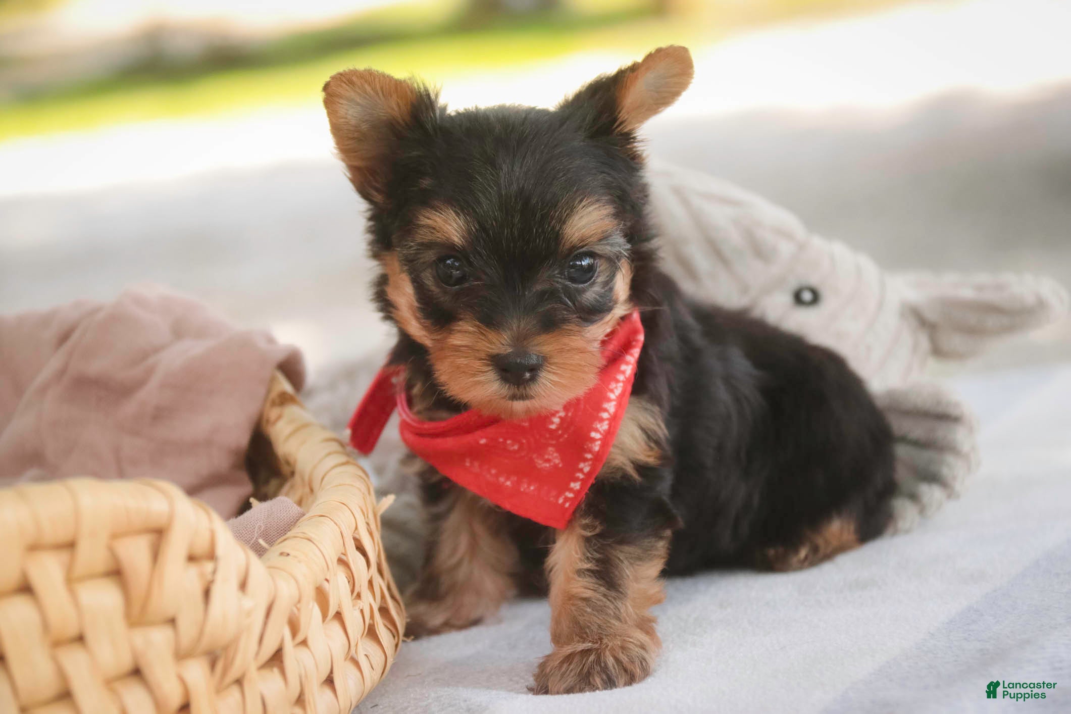 Yorkshire Terrier dogs Stephan Yorkshire Terrier  - Ad 27