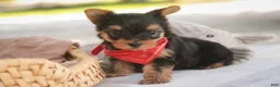 Yorkshire Terrier dogs for sale: Stephan Yorkshire Terrier  - Ad 1