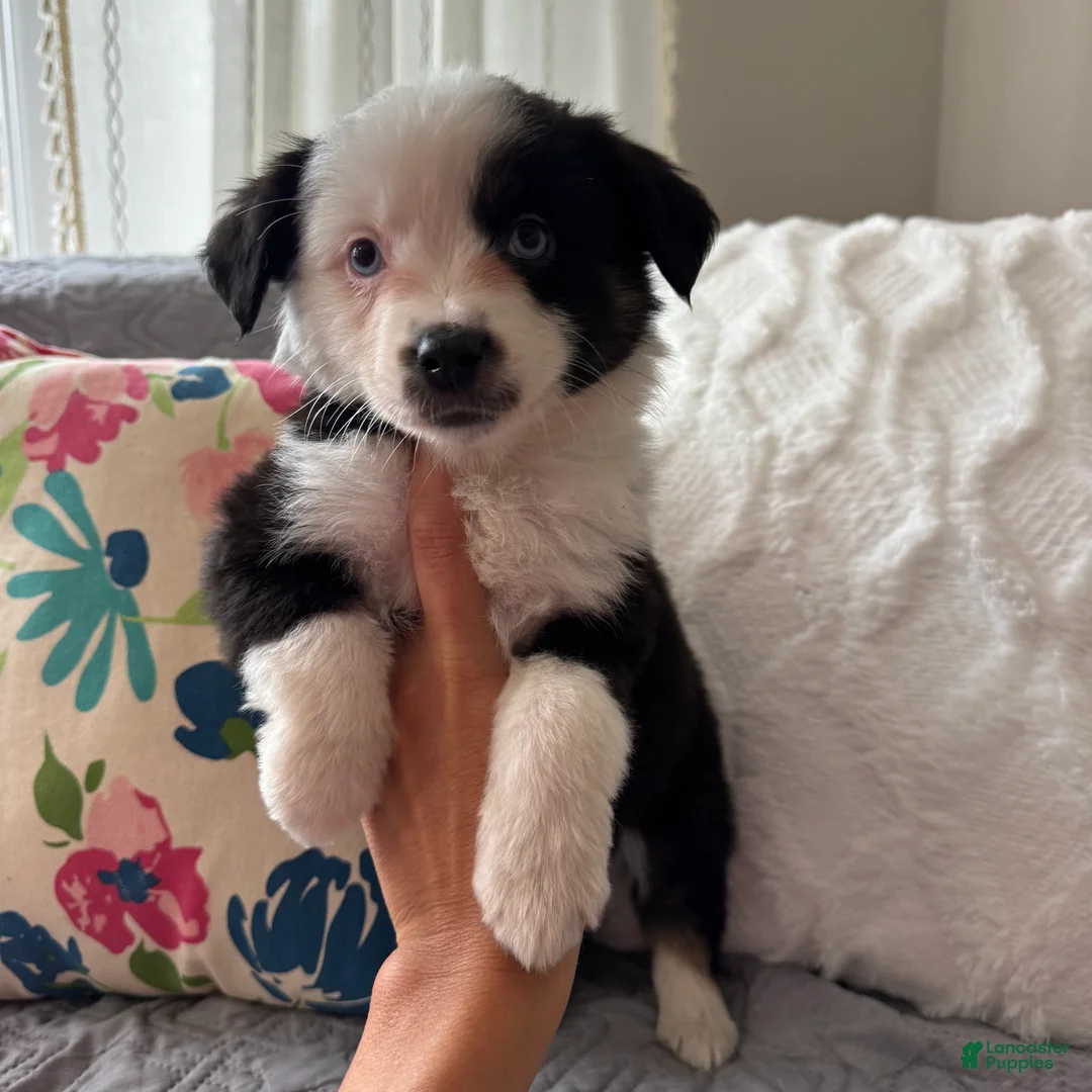 Miniature Australian Shepherd dogs for sale: Miniature Australian Shepherd Puppy 1 - Ad 2