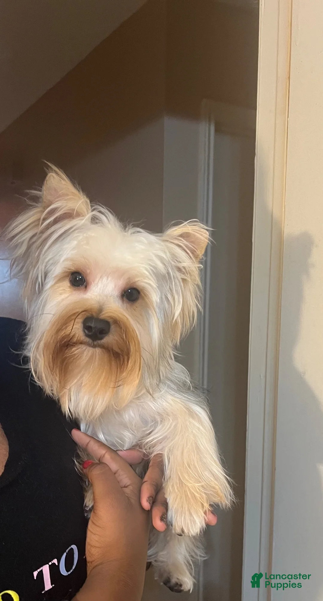 Yorkshire Terrier dogs for sale: Yorkshire Terrier 1 boy - Ad 4
